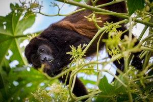 A Golden-Mantled Howler Monkey at Big Sky Ranch Nicaragua